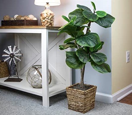 fiddle leaf fig tree boho