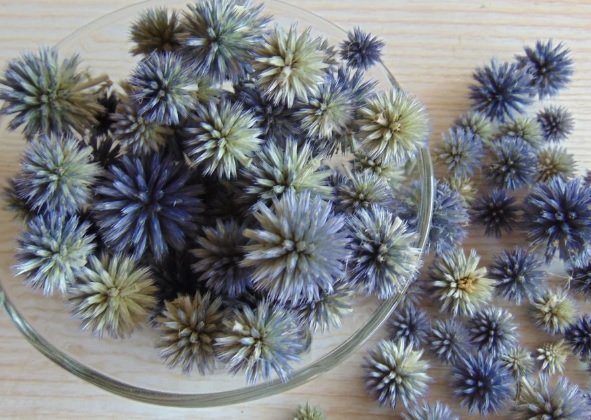 dried blue thistle bowl fillers