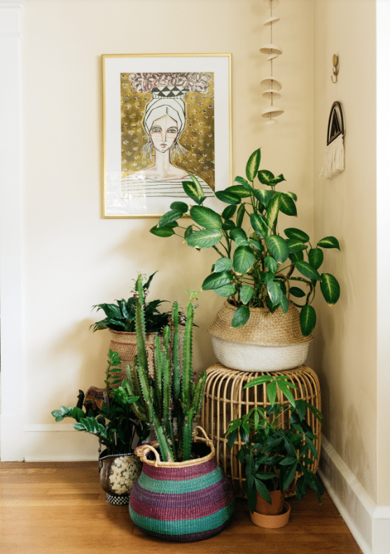 boho plants greenery